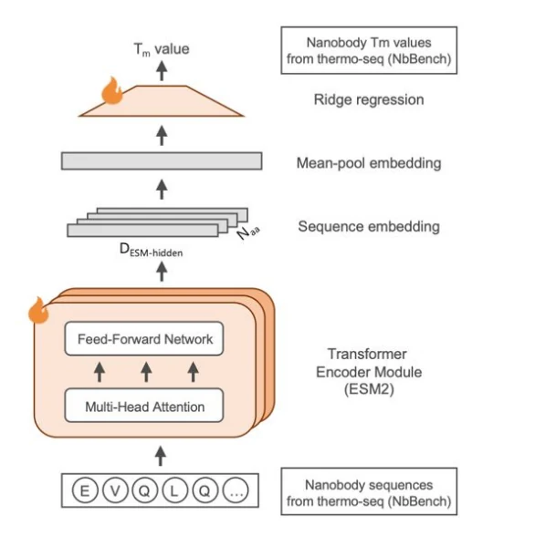 Figure 1 from Mechanistic Interpretability of Fine-Tuned Protein Language Models for Nanobody Thermostability Prediction: ESM-2 fine-tuning workflow for predicting the melting temperature of nanobodies.