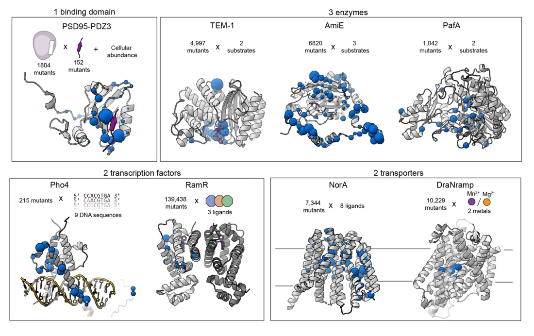 Figure 1 from Differences between protein fitness models can be used to design variants of altered specificity