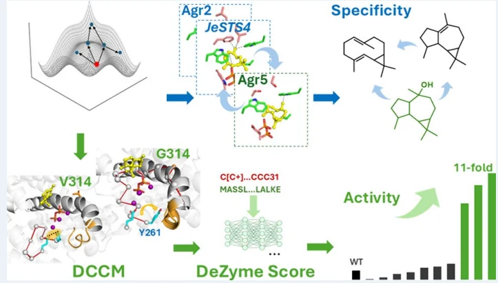 Graphical abstract from Customizing Natural Products of Sesquiterpene Synthases by Mechanism-Based Design and DeEnzyme_Score Screening