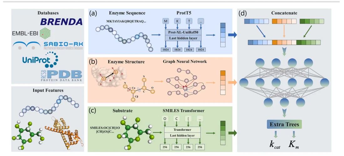 Figure 1 from DEKP: a deep learning model for enzyme kinetic parameter prediction based on pretrained models and graph neural networks