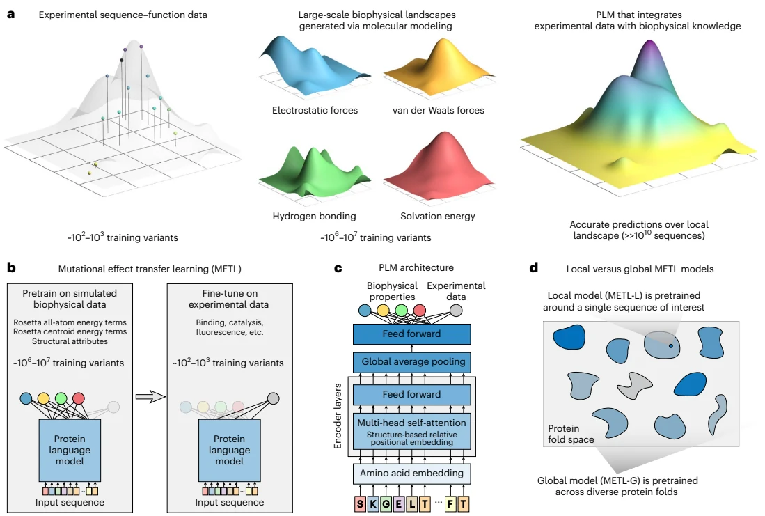 Figure 1 from Biophysics-based protein language models for protein engineering