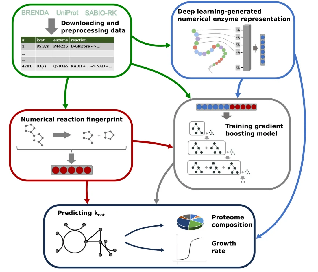 Figure 1 from Turnover number predictions for kinetically uncharacterized enzymes using machine and deep learning