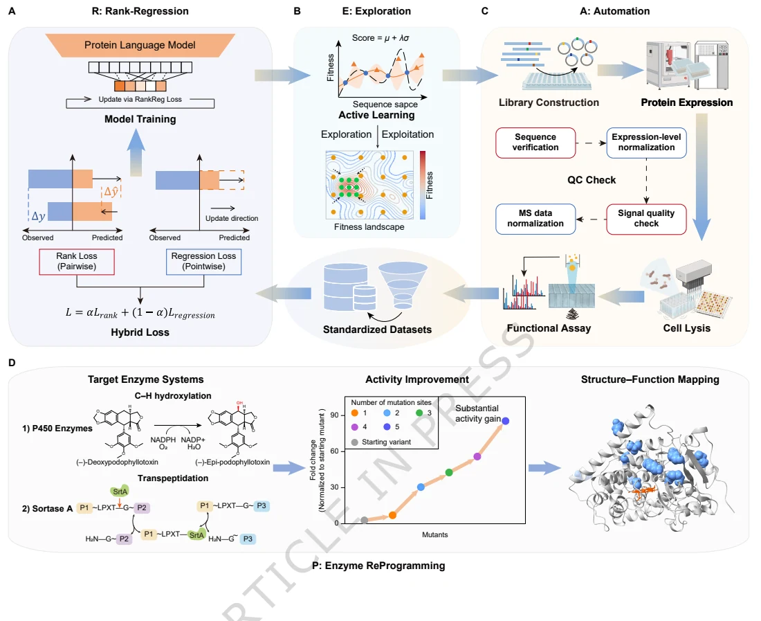 Figure 1 from Rank-guided learning accelerates automated enzyme engineering