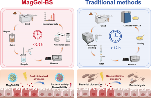 Visual abstract comparing the MagGel-BS rapid magnetic recovery workflow with traditional bacterial biosensor methods.